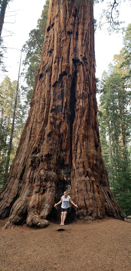 Fun facts about Sequoia National Park Giant Sequoia's
