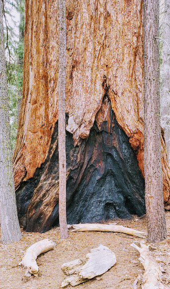 Giant Sequoia Trees 
