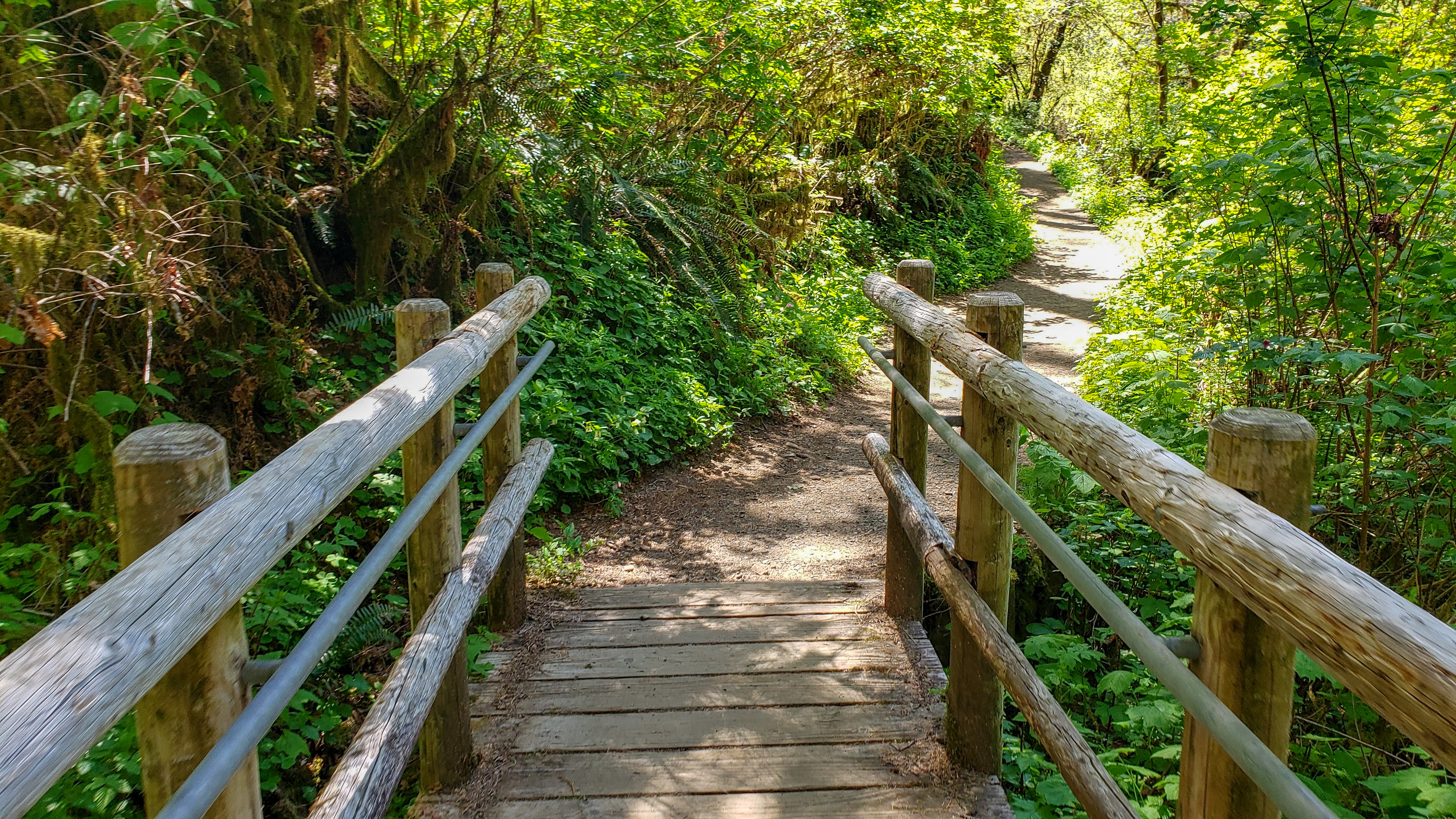 Sweet Creek Falls Trail - Oregon