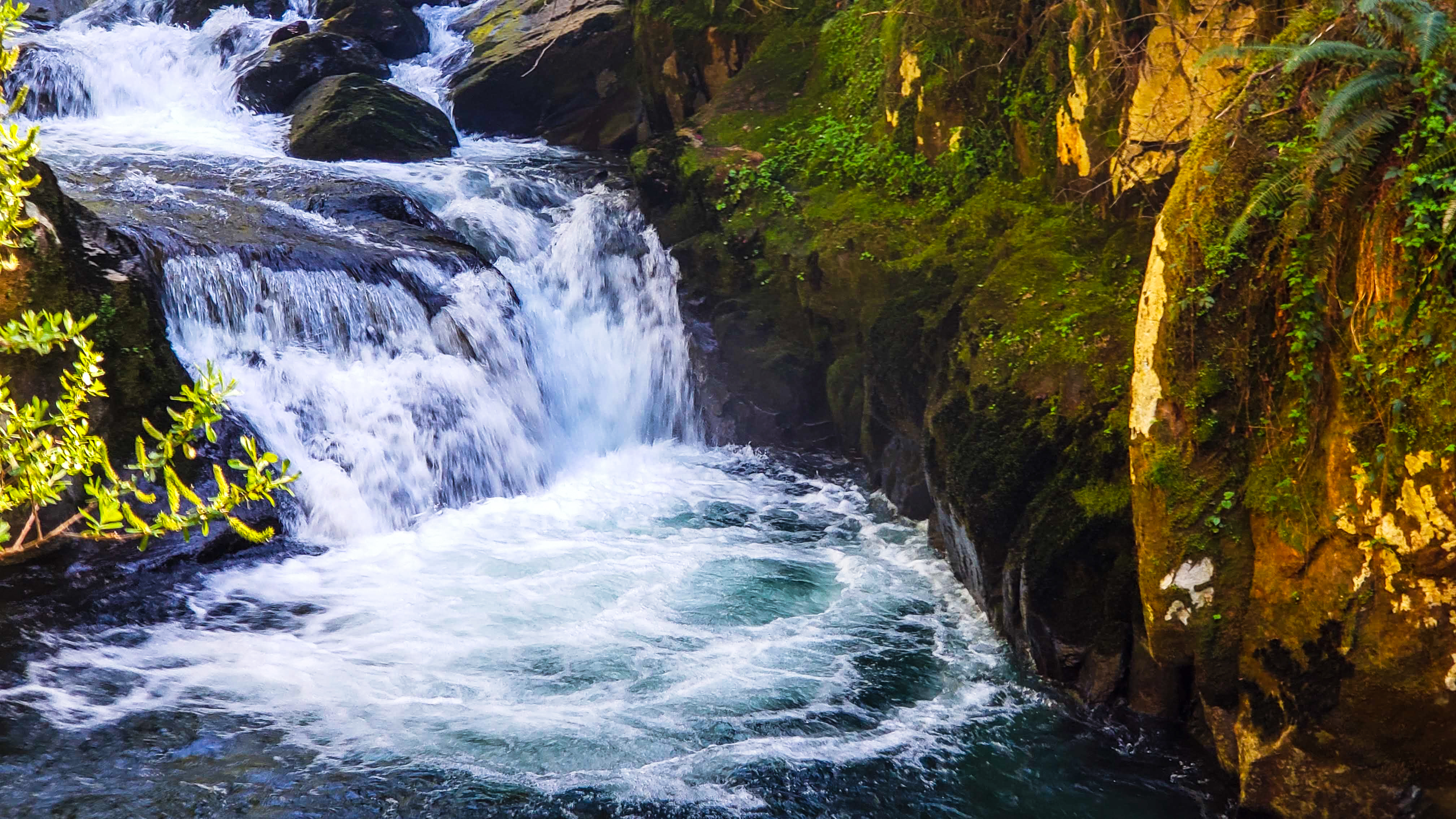 Sweet Creek Falls Trail - Oregon