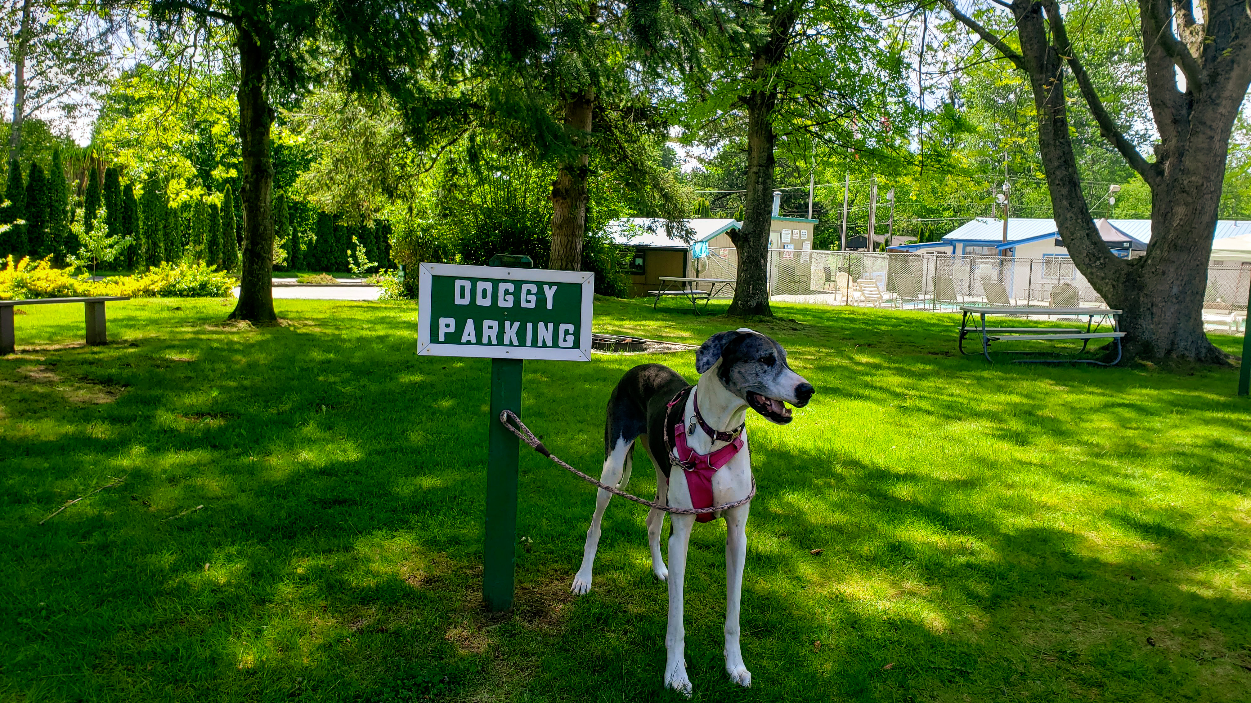 Doggy Parking!