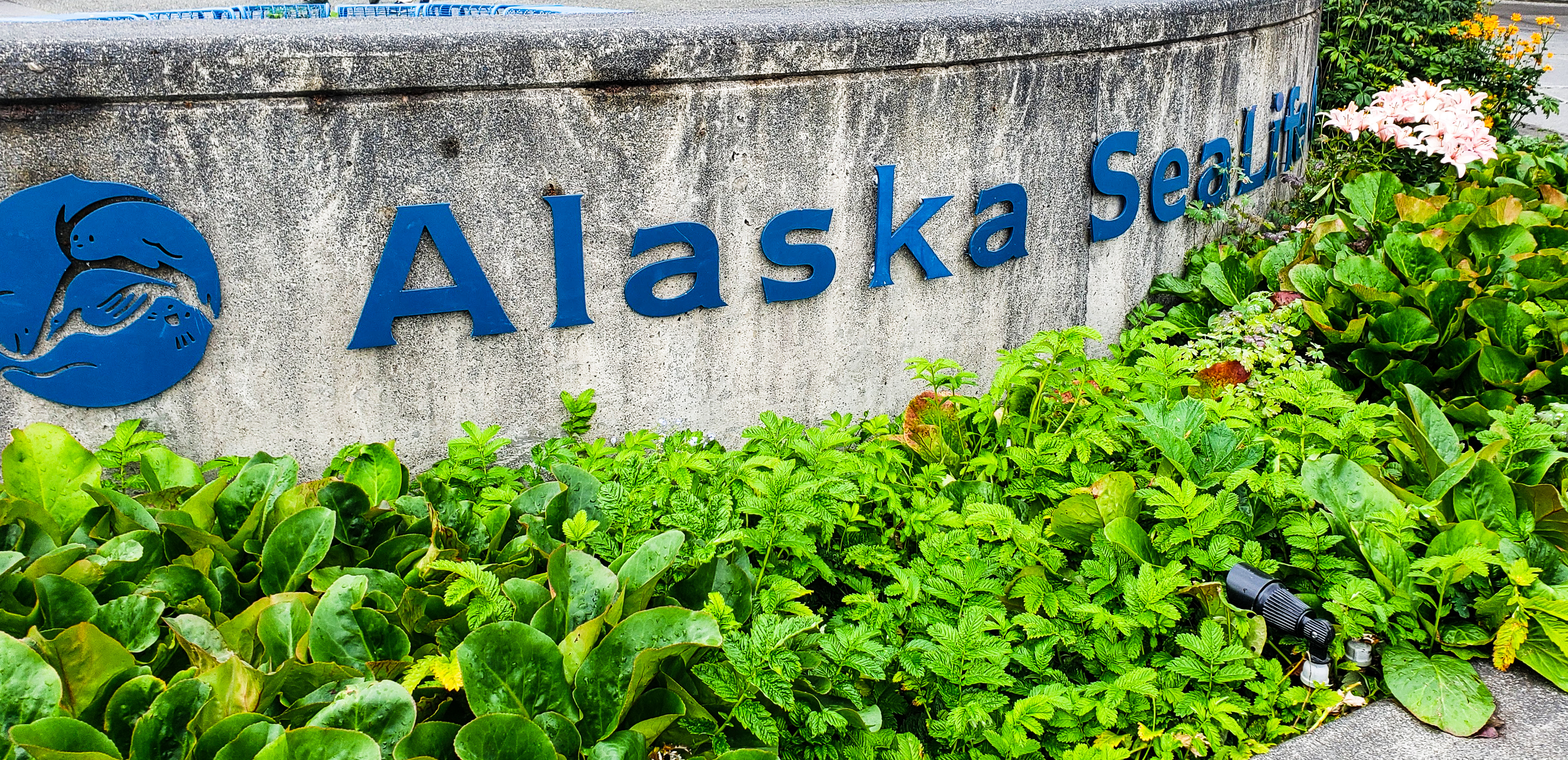 Journey to Alaska Episode 19 | Alaska SeaLife Center | Seward, Alaska