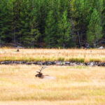 One lone Elk